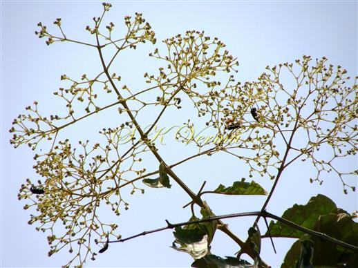  Inflorescences-Cymes in panicles